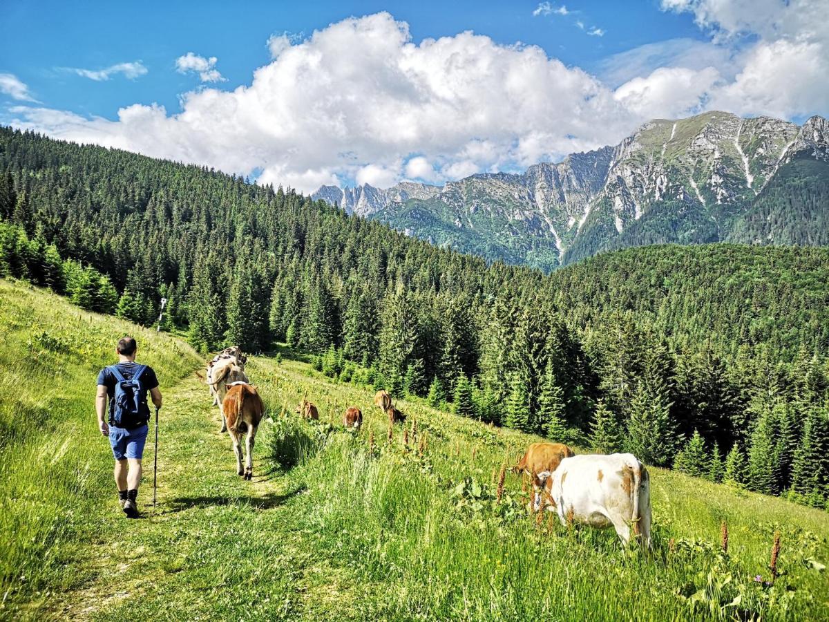 Mountain Lodge Rîşnov Esterno foto